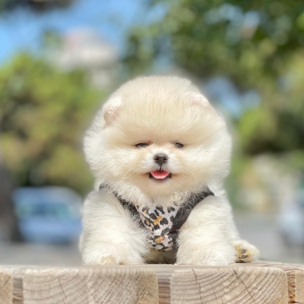 Pomeranian